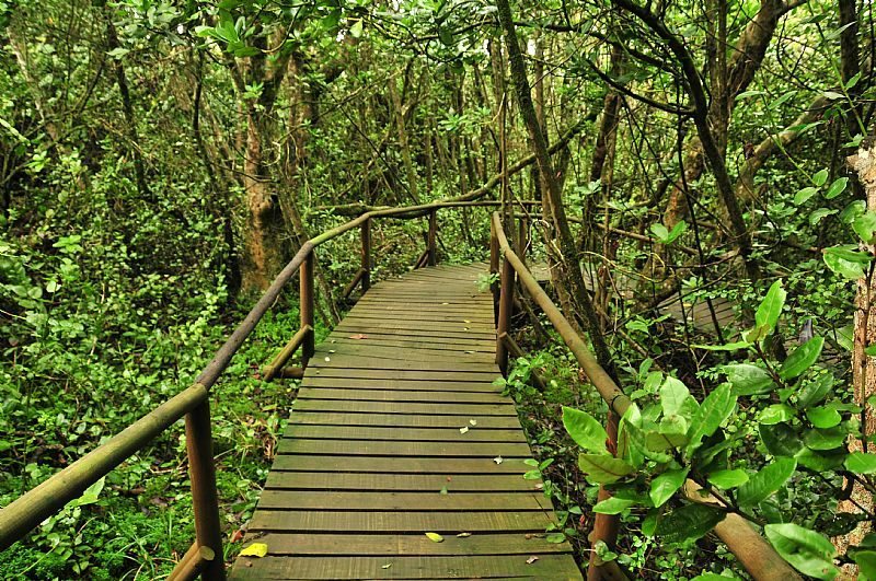 Sendero del Parque Nacional Bosque Fray Jorge