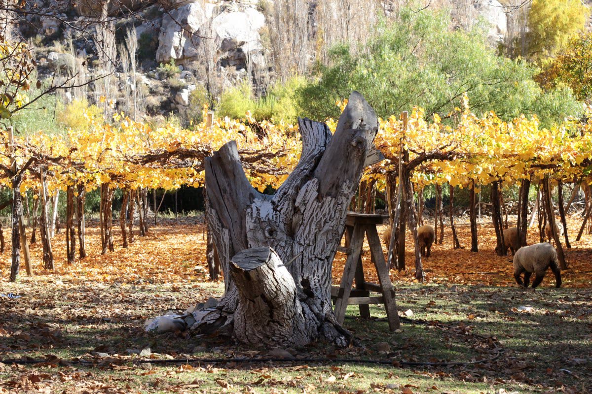 Valle de Mostazal con vegetación, cerros y paisaje rural
