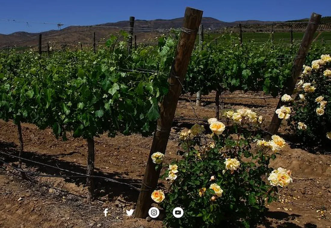 Punitaqui, vinos de identidad local y tradición rural