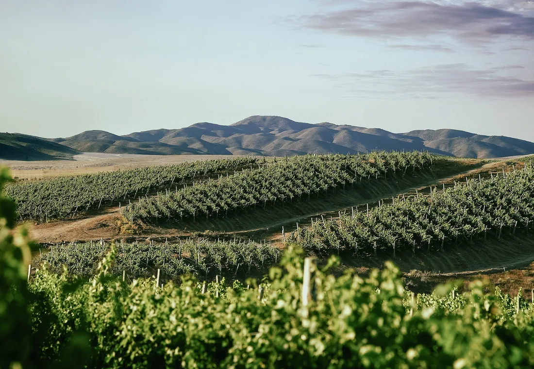 Viñedos de Tabalí en el Valle del Limarí