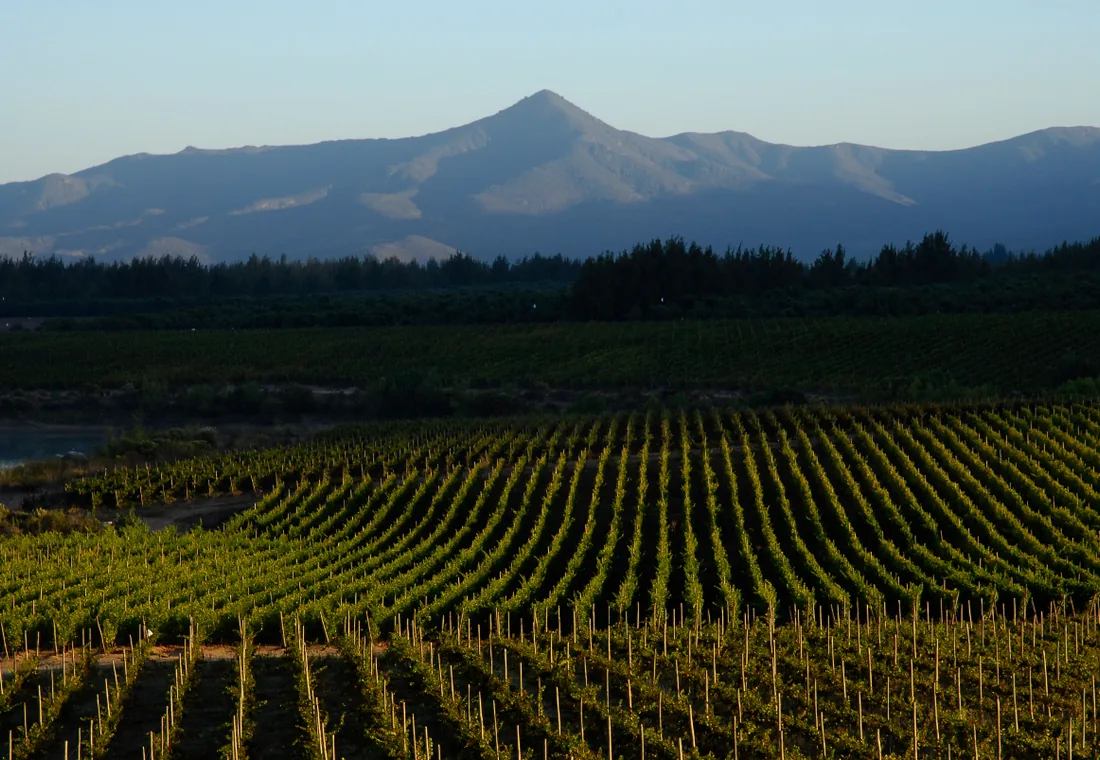 Parras, bodegas y paisaje agrícola del valle bajo del Limarí